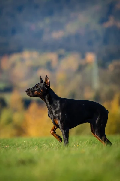 Dobermann Porträt Auf Der Wiese — Stockfoto