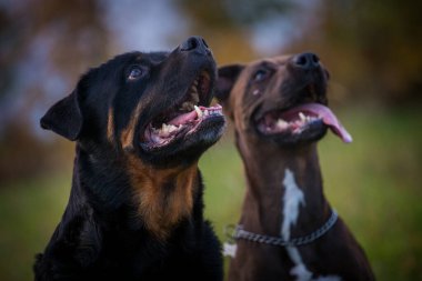 Rottweiler sonbaharda çayırda