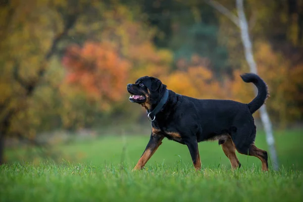 Rottweiler Sonbaharda Çayırda — Stok fotoğraf