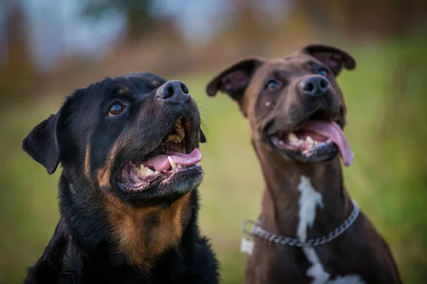 Rottweiler Ősszel Réten — Stock Fotó