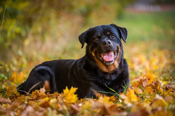 Rottweiler Sonbaharda Çayırda — Stok fotoğraf