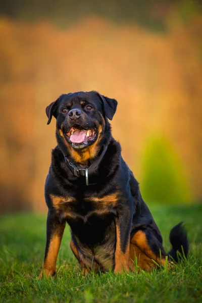 秋天的草地上的Rottweiler — 图库照片