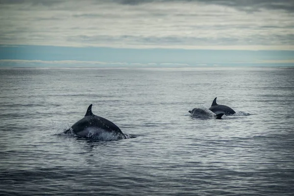 Egy Delfin Játszik Tengerben — Stock Fotó