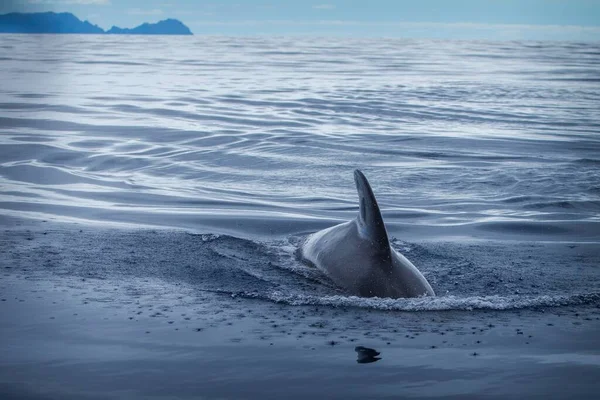 Delfin Havet Leker — Stockfoto