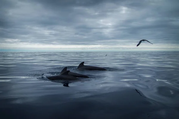 Baleen Wieloryb Morzu — Zdjęcie stockowe