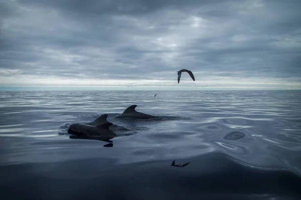 Кит Море — стоковое фото