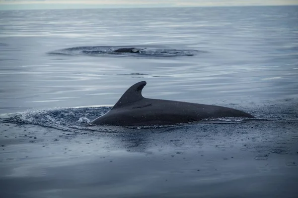 Baleen Valas Meressä — kuvapankkivalokuva