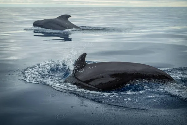 Balenval Havet — Stockfoto