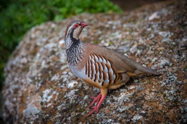 Alectoris graeca bird in mouintain nuts