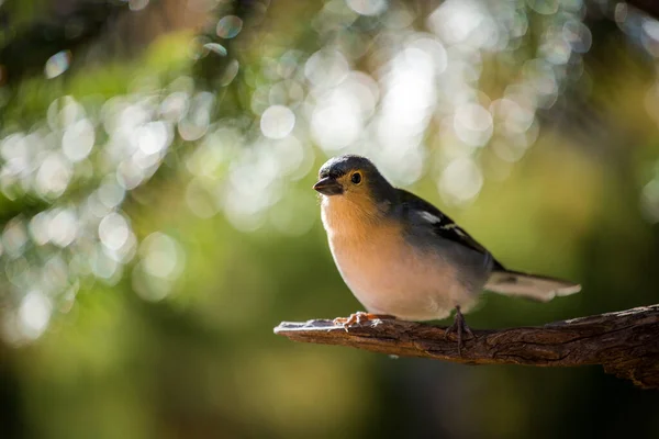 Madeira Finch Pada Cabang Alam — Stok Foto