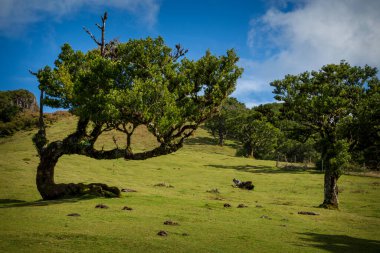 defne ormanları fanal madeira