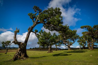 defne ormanları fanal madeira