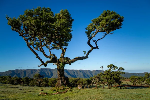 Lorbeerwälder Fanal Madeira — Stockfoto