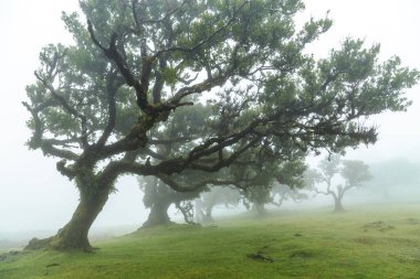 Madeira 'da fanal defne ağaçları