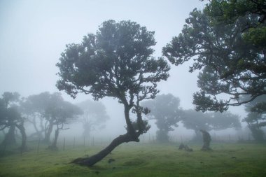 Madeira 'da fanal defne ağaçları