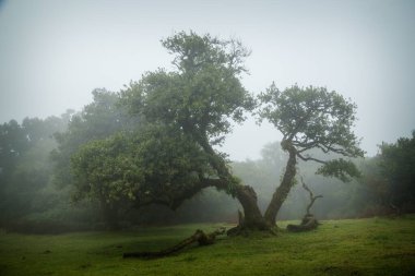 Madeira 'da fanal defne ağaçları