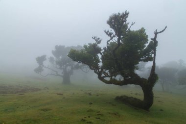 Madeira 'da fanal defne ağaçları