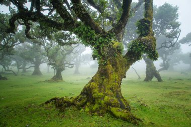 Madeira 'da fanal defne ağaçları