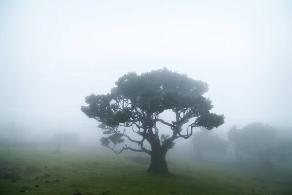 Madeira Fanal Defne Ağaçları — Stok fotoğraf