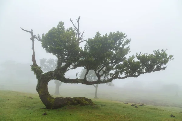 Madeira Fanal Defne Ağaçları — Stok fotoğraf