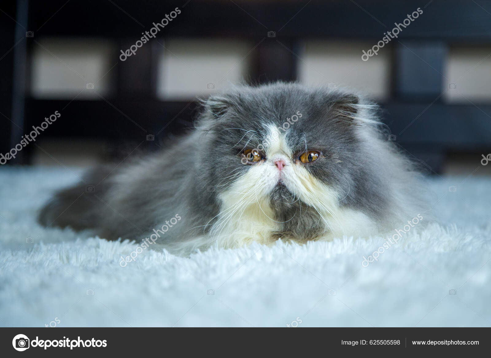 Persian Cats Washed Bed — Stock Photo © jurra89 #625505598
