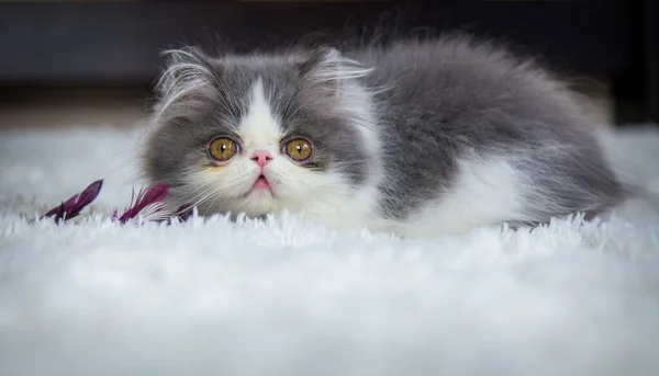 Perzische Katten Gewassen Het Bed — Stockfoto
