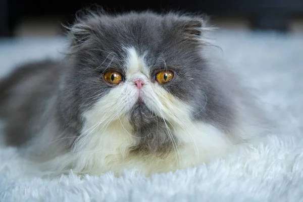 Perzsa Macskák Mosakodnak Ágyon — Stock Fotó
