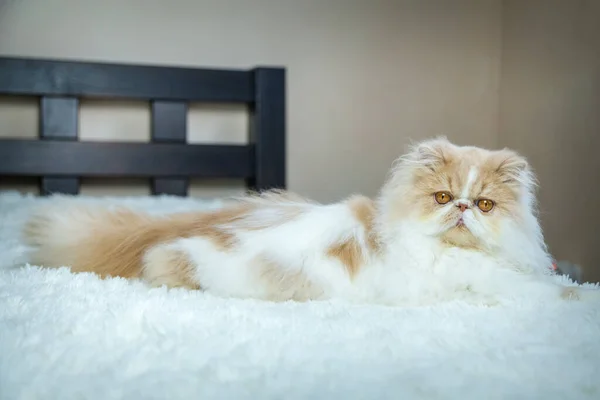 Perské Kočky Umyté Posteli — Stock fotografie
