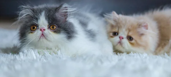 Persiska Katter Tvättade Sängen — Stockfoto