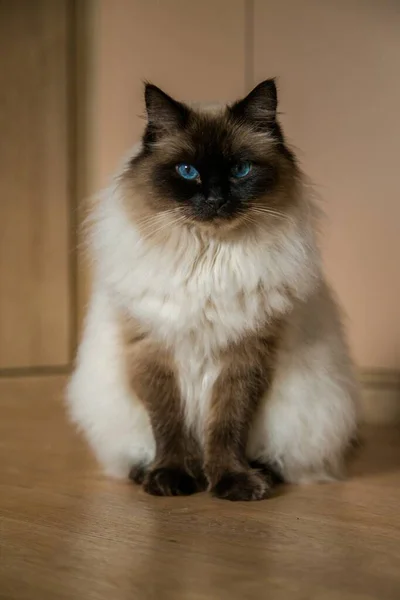 Ragdoll Kočka Domácím Prostředí — Stock fotografie