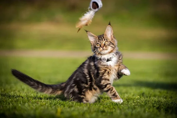 Maine Coon Kitten Corre Nel Prato — Foto Stock