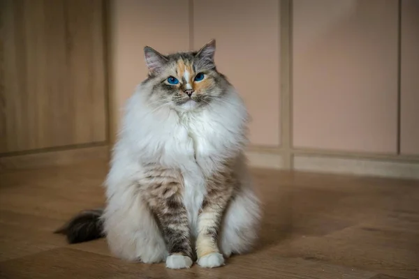 Evcil Bir Ortamda Oyuncak Kedi — Stok fotoğraf