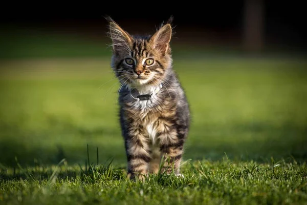 Maine Coon Kitten Corre Nel Prato — Foto Stock