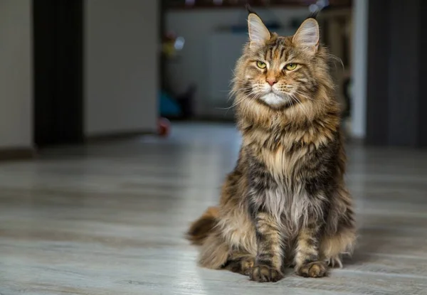 Ρακούν Γάτα Μέιν Στο Διαμέρισμα — Φωτογραφία Αρχείου