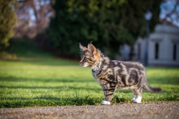 Maine Coon Kitten Runs Meadow — Stock Photo, Image