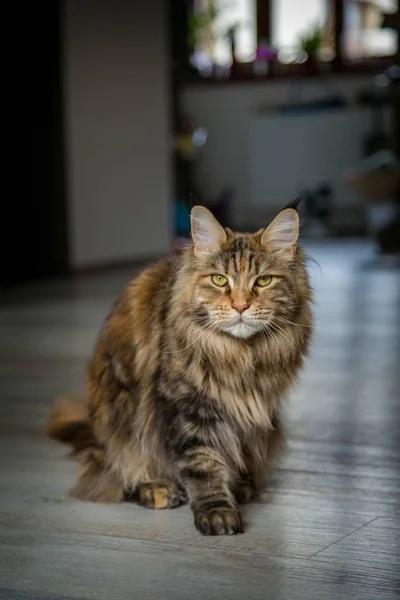 Ρακούν Γάτα Μέιν Στο Διαμέρισμα — Φωτογραφία Αρχείου