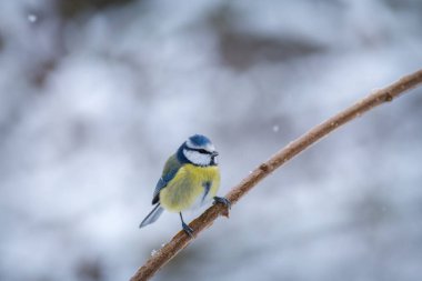 blue tit bird on the branch
