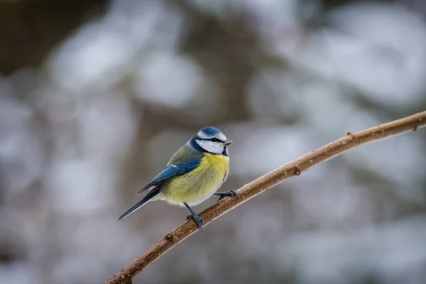 Blue Tit Bird Branch — 스톡 사진