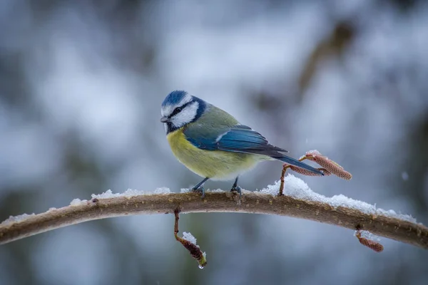 Blue Tit Bird Branch — Stockfoto