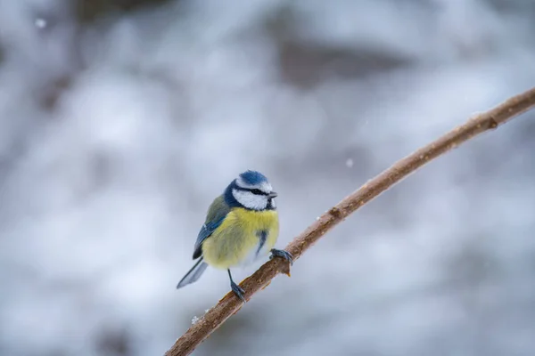 Blue Tit Bird Branch — стоковое фото