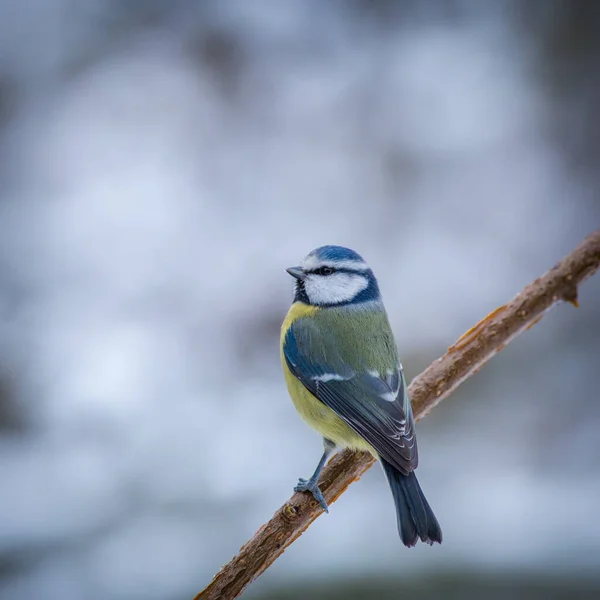 Blue Tit Bird Branch — 스톡 사진