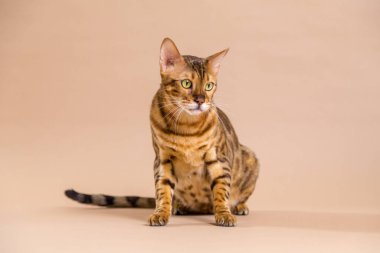 Bengal kedi stüdyo