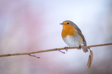 Kışın Robin Besleyicide