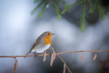 Kışın Robin Besleyicide