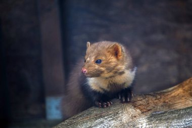 Doğa parkında Marten portresi 