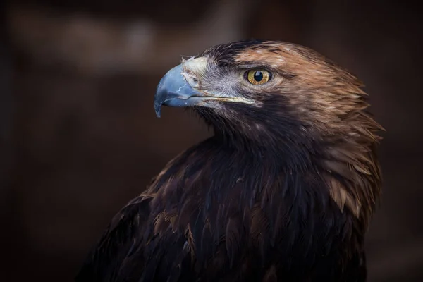 portrait of a royal eagle