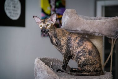 Evde sfenks peterbald portresi