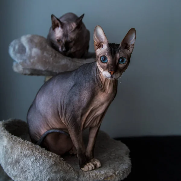 Don sphynx at home in the cat house