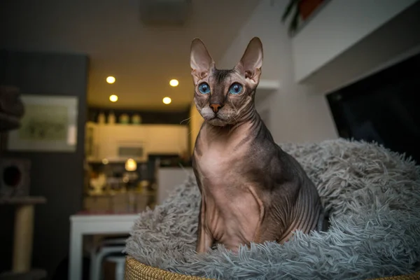 Don sphynx at home in the cat house
