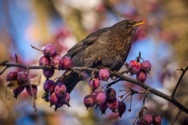 Karatavuk kışın ağaçta